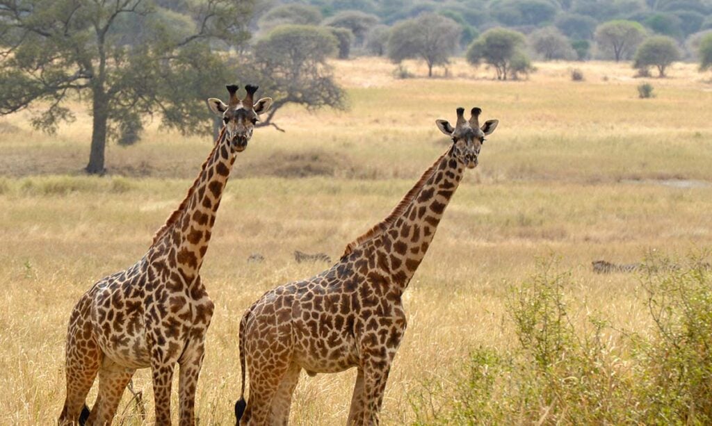 Deux girafes en Tanzanie