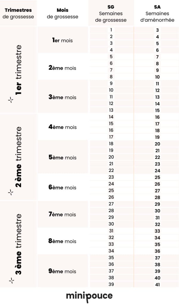 Un tableau de correspondance pour le suivi de la grossesse, marquant les trimestres, mois, semaines de grossesse (SG), et semaines d'aménorrhée (SA). Chaque trimestre est subdivisé en mois. Pour chaque mois, deux colonnes indiquent la conversion entre SG et SA, commençant par le 1er mois avec SG 1 (SA 3) et allant jusqu'au 9ème mois avec SG 39 (SA 41). Le fond alterne entre blanc et gris pour chaque trimestre, avec le logo minipouce en bas.