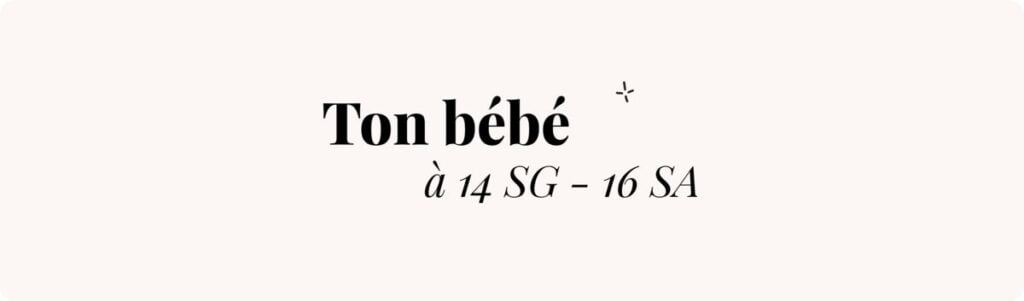 14 semaines de grossesse en mois (où en est bébé ?) – Échographie voir bébé