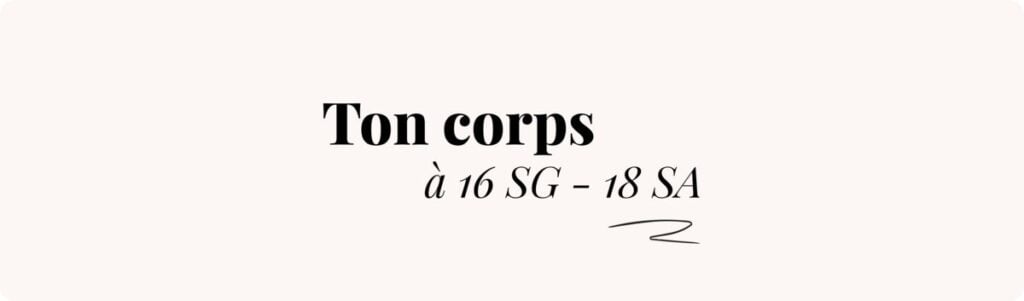 Enceinte de 16 semaines (18 semaines d’aménorrhée) – Ventre, femme enceinte