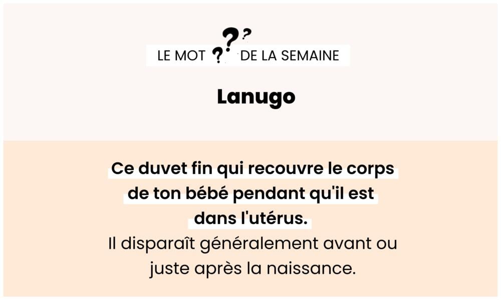 Lanugo – Fin duvet recouvrant le fœtus à la naissance.