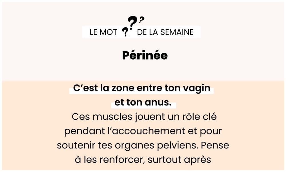 Périnée – Muscle clé du plancher pelvien, impacté à l’accouchement.