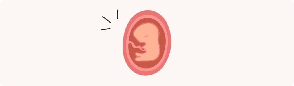 11 semaines de grossesse (13 SA) – Développement de bébé, taille, fœtus, embryon