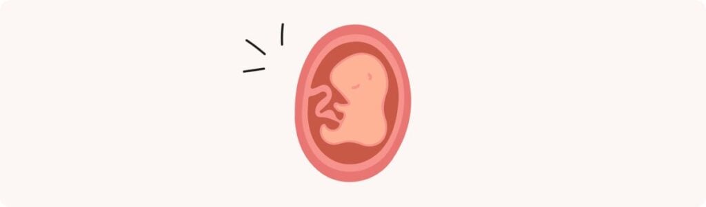 14 semaines de grossesse (16 SA) – Développement de bébé, taille, fœtus, embryon