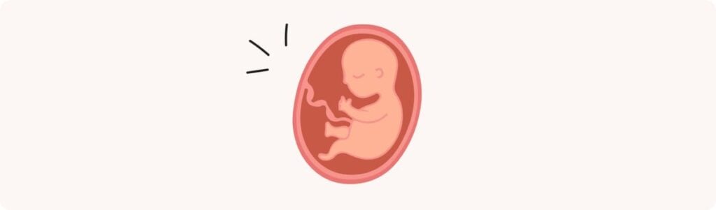 23 semaines de grossesse (25 SA) – Développement de bébé, taille, fœtus, embryon