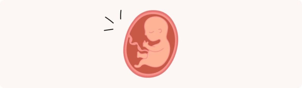 24 semaines de grossesse (26 SA) – Développement de bébé, taille, fœtus, embryon