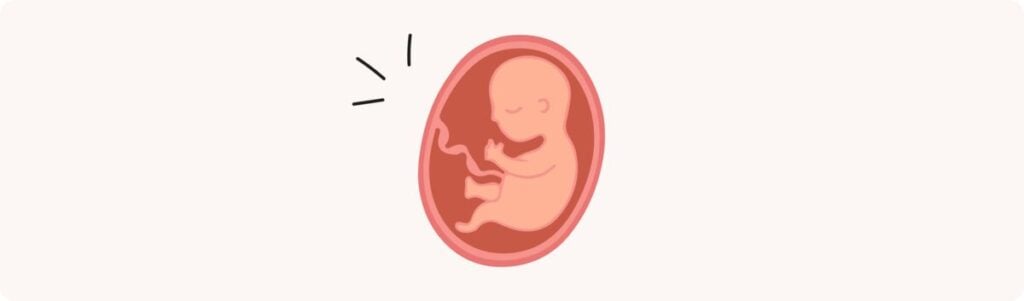 26 semaines de grossesse (28 SA) – Développement de bébé, taille, fœtus, embryon