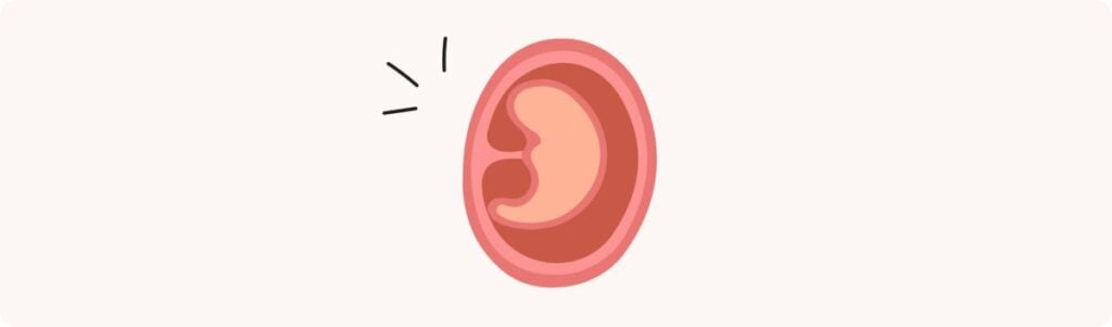 4 semaines de grossesse (6 SA) – Développement de bébé, taille, fœtus, embryon