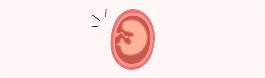 6 semaines de grossesse (8 SA) – Développement de bébé, taille, fœtus, embryon