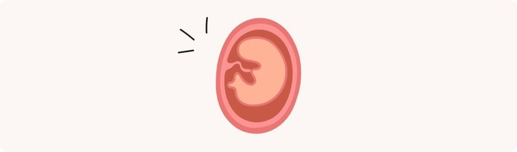 7 semaines de grossesse en mois (où en est bébé ?) – Échographie voir bébé