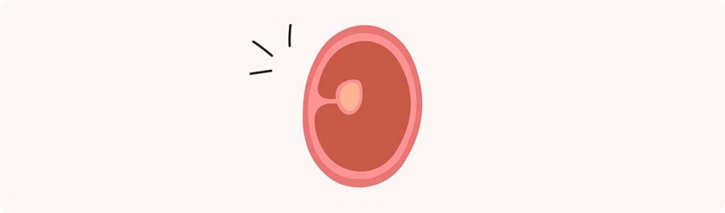 2 semaines de grossesse (4 SA) – Développement de bébé, taille embryon