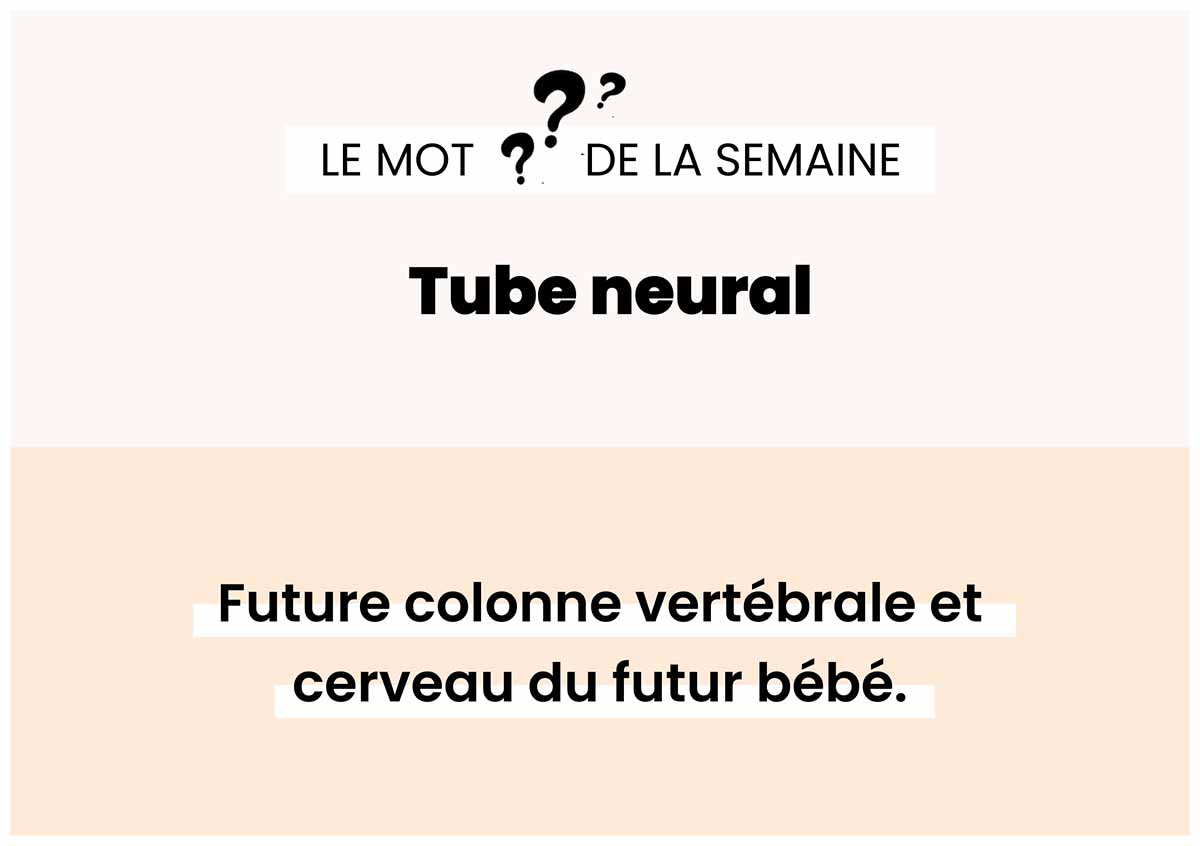 tube neural développement embryon semaine par semaine