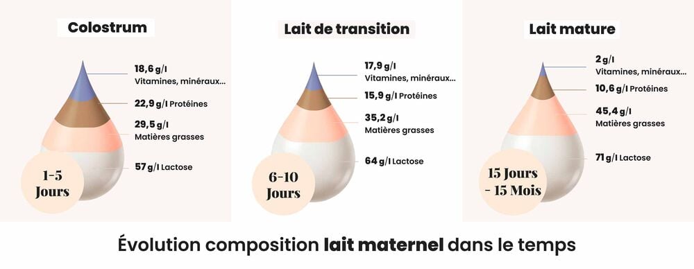 Bénéfices du lait maternel : évolution de la composition du colostrum au lait mature