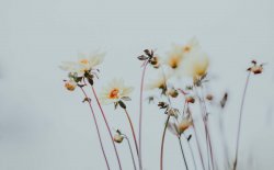 jolies fleurs des champs fond minimaliste boheme