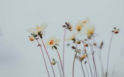 jolies fleurs des champs fond minimaliste boheme