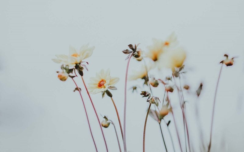 Prénoms floraux : nos favoris et significations